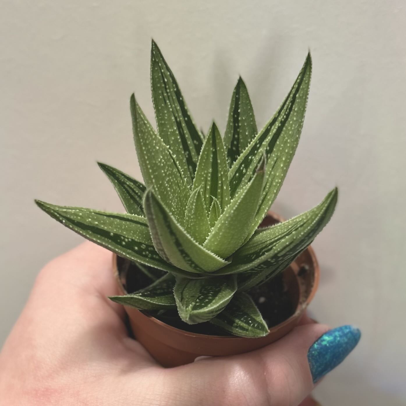 Photo of the plant species Gasteraloe 'Thais' by @silverlinings named (02) unnamed on Greg, the plant care app