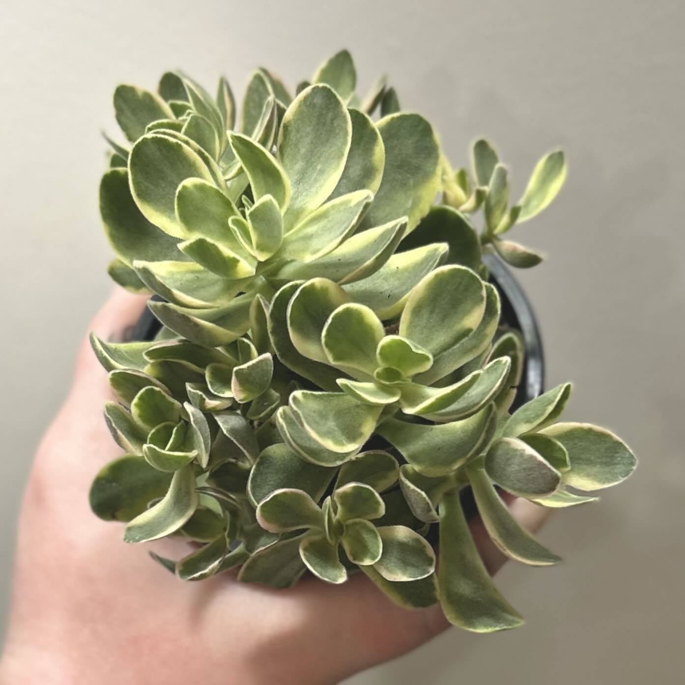 Photo of the plant species Variegated Dischidia by @silverlinings named (02) unnamed on Greg, the plant care app