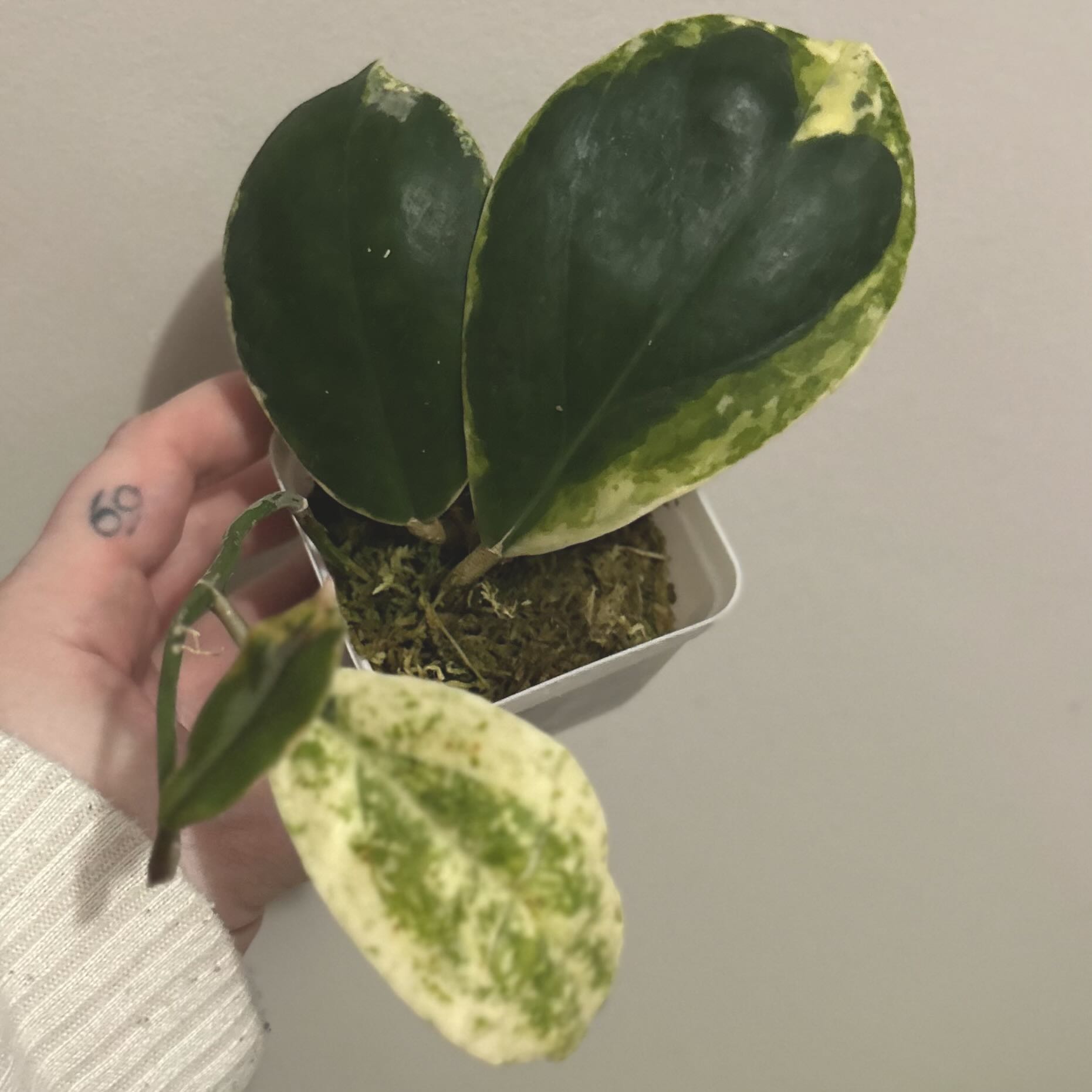 Photo of the plant species Hoya incrassata 'Albomarginata' by @silverlinings named (01) unnamed on Greg, the plant care app