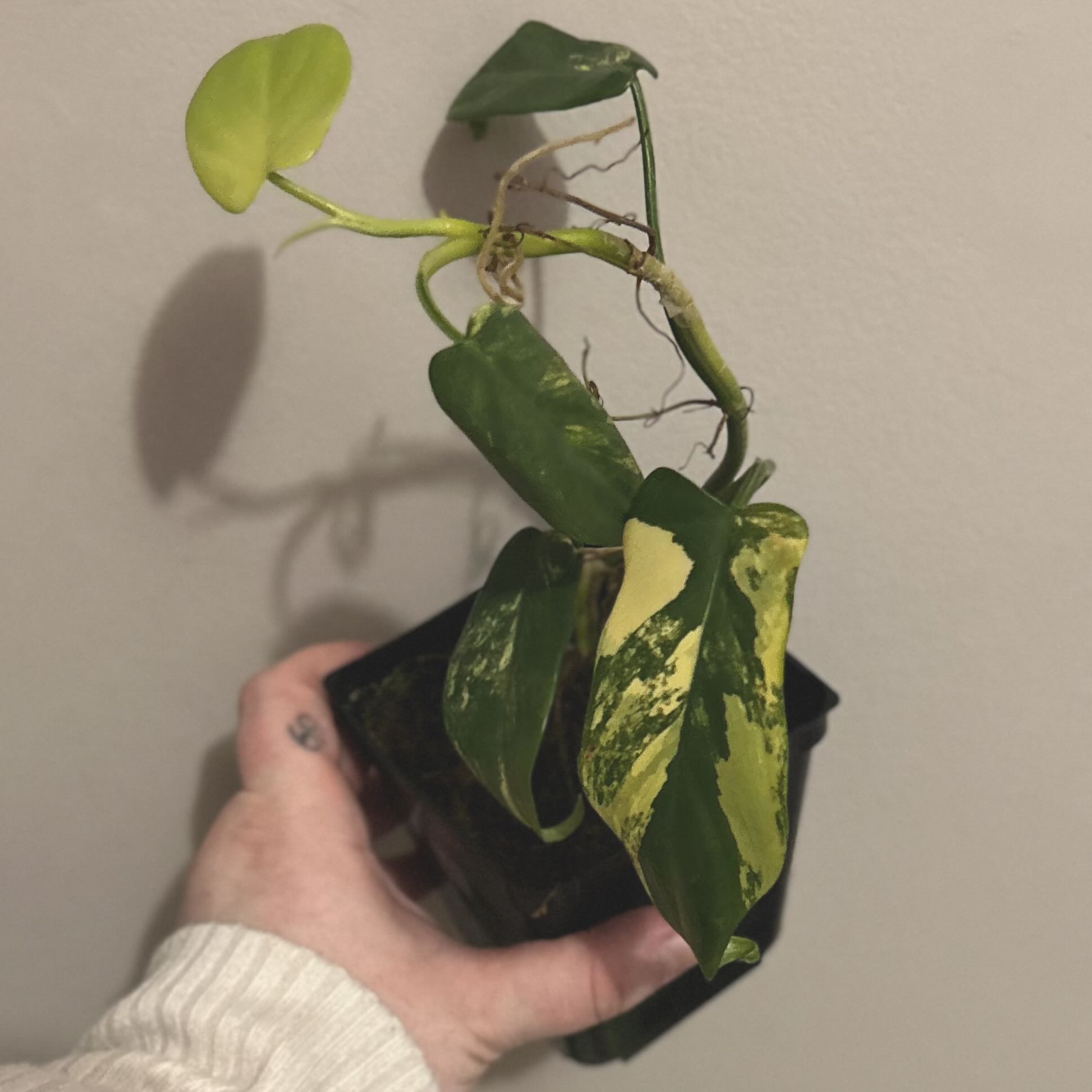 Photo of the plant species Variegated Horsehead Philodendron by @silverlinings named (02) unnamed on Greg, the plant care app