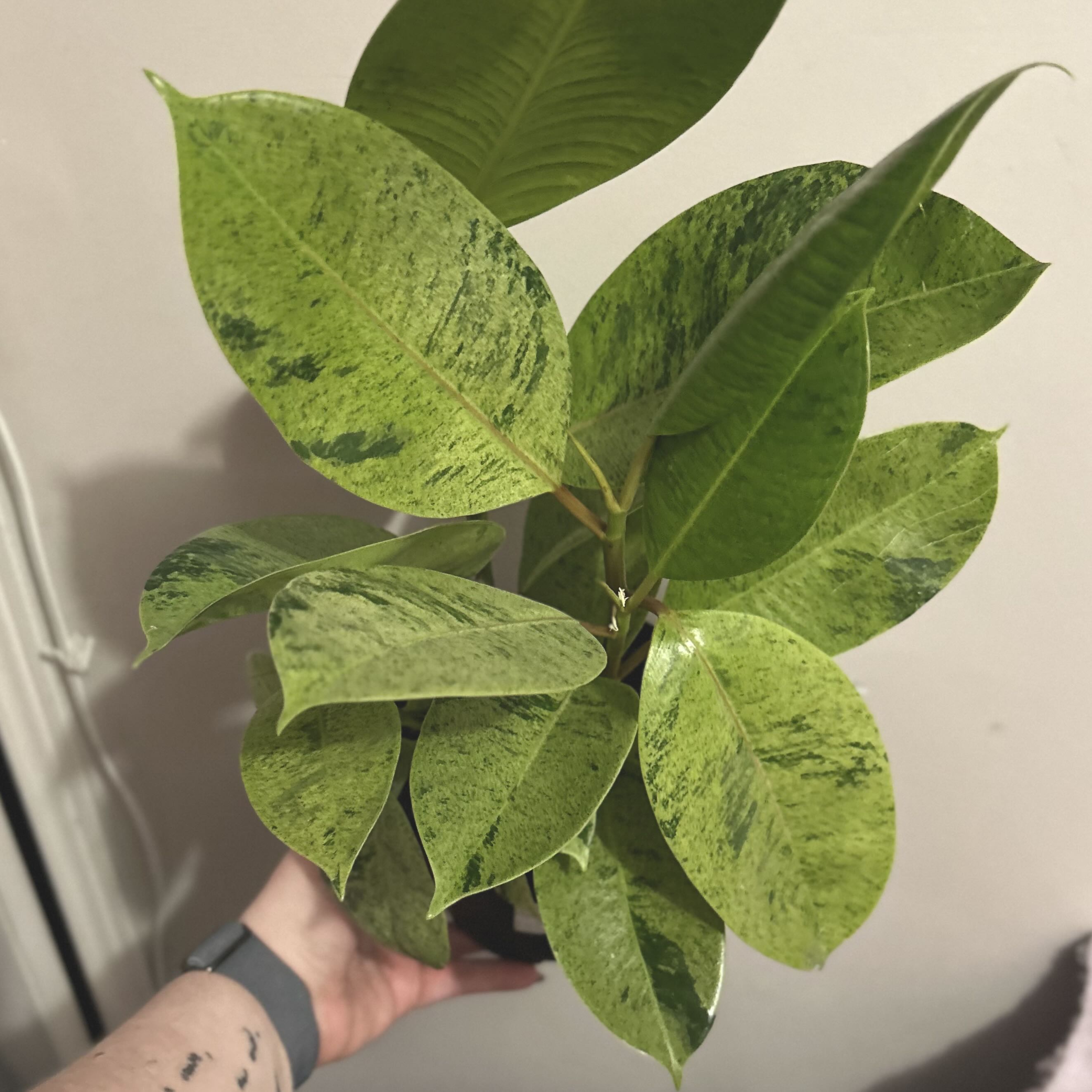 Photo of the plant species Ficus Shivereana Moonshine by @silverlinings named (01) unnamed on Greg, the plant care app