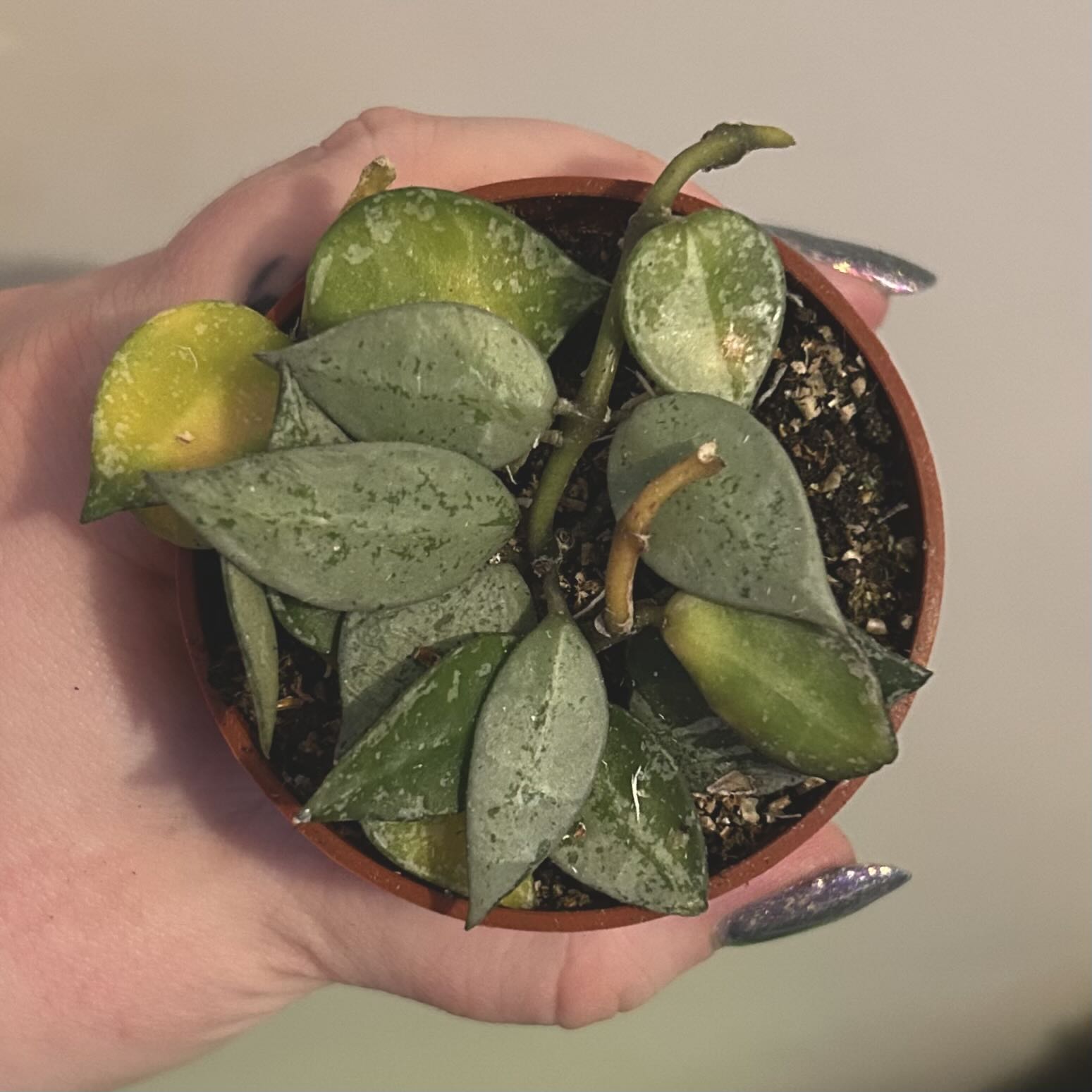 Photo of the plant species Hoya khroniana Silver Splash by @silverlinings named (02) unnamed on Greg, the plant care app