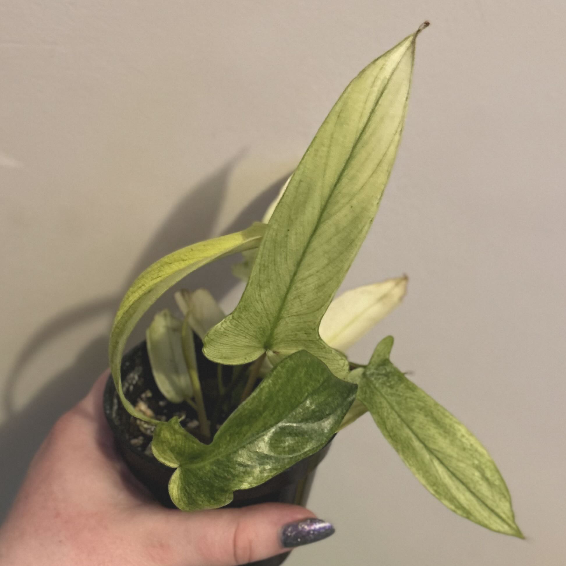 Photo of the plant species Flordia Ghost by @silverlinings named (02) unnamed on Greg, the plant care app