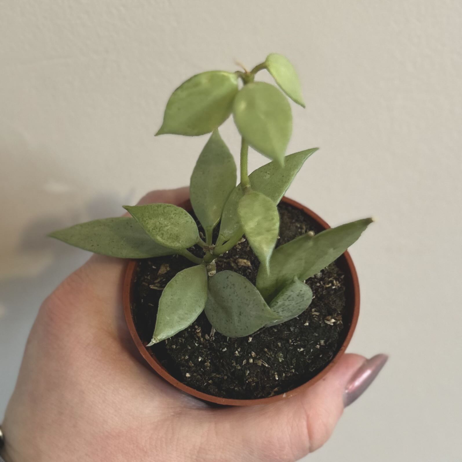 Photo of the plant species Super Silver Hoyaa Krohniana by @silverlinings named (02) unnamed on Greg, the plant care app