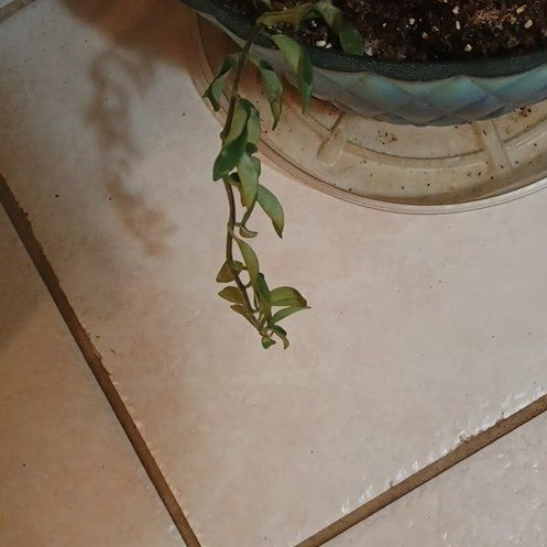 Photo of the plant species American Pondweed by @TopLawyerswig named Darwin on Greg, the plant care app