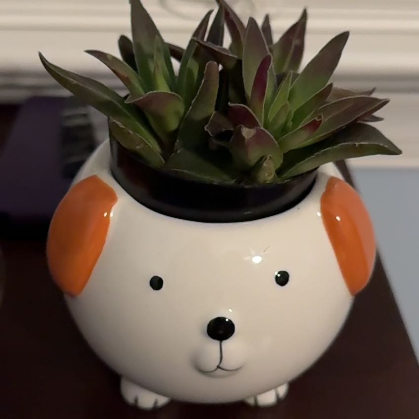 Photo of the plant species crassula red pogoda by @HeroCallalily named Doogie on Greg, the plant care app