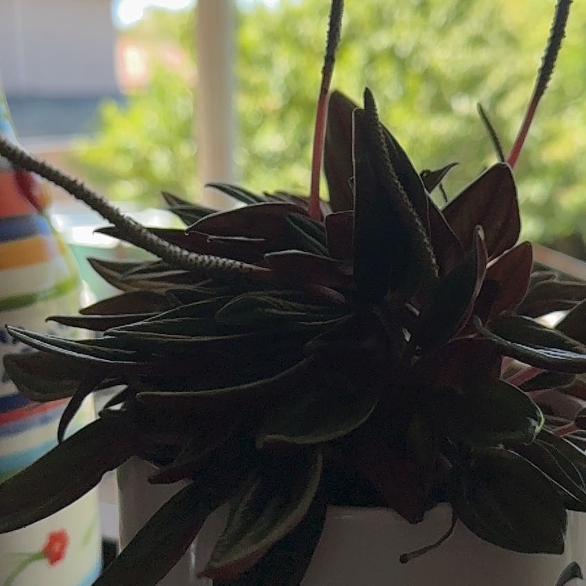 Tree Diddy | A plant by @FullPetunia on Greg