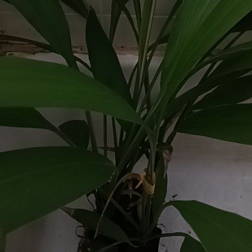 Photo of the plant species Broad Leaved Palm Lily by @SirElkantlers named Homer on Greg, the plant care app