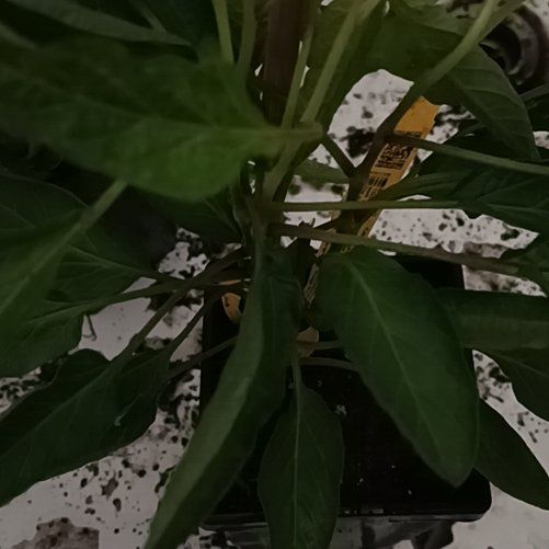 Photo of the plant species Pepino Melon by @SirElkantlers named Hamilton on Greg, the plant care app