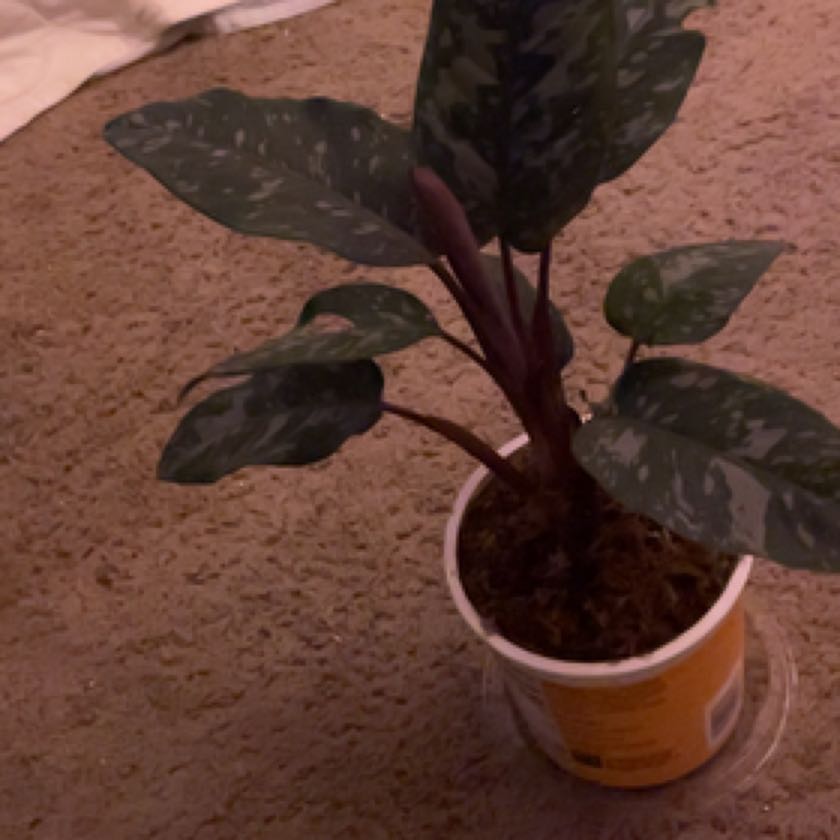 Photo of the plant species homalomena purple sword by @sskkttrrbrain named augustus on Greg, the plant care app
