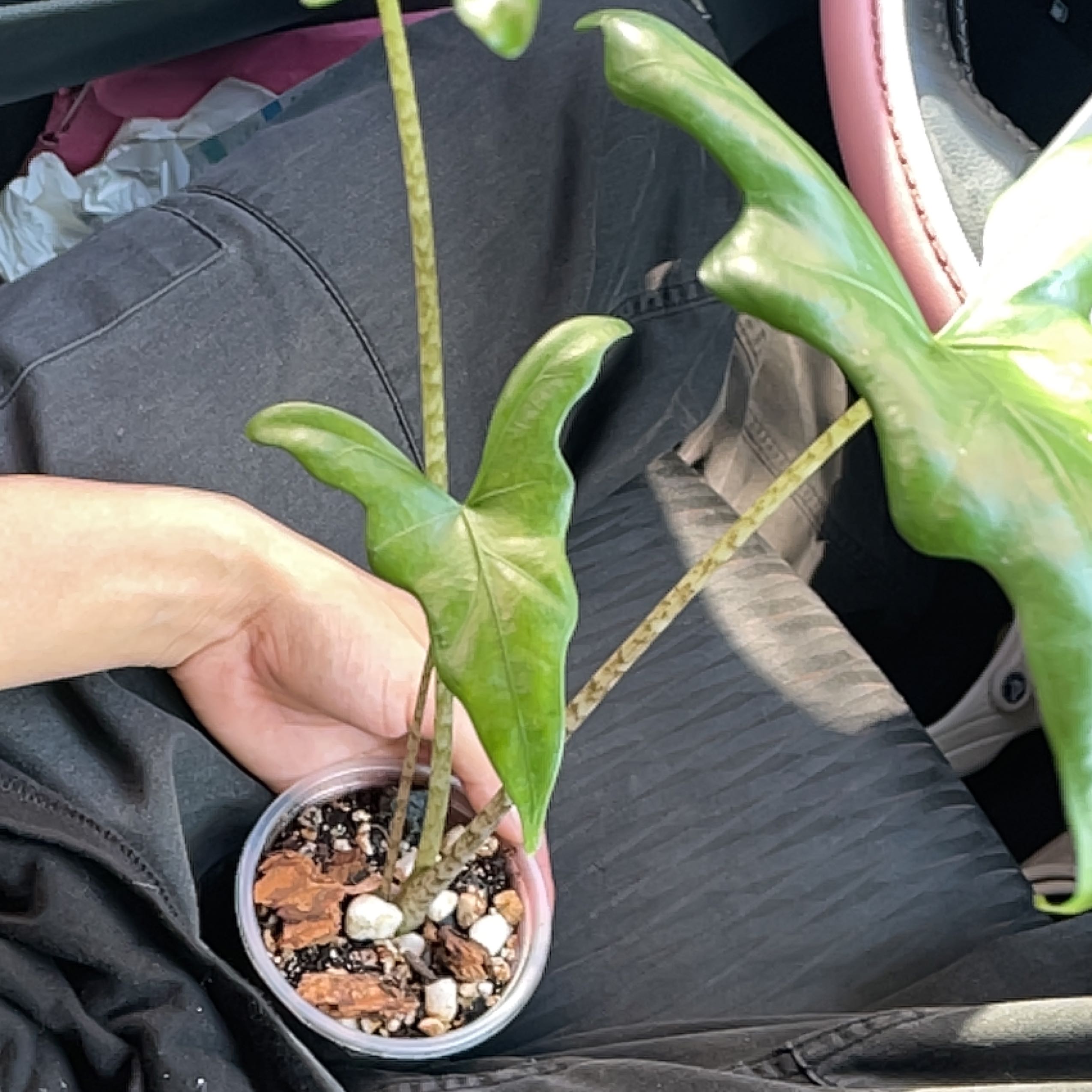 Photo of the plant species Bat Alocasia by @sskkttrrbrain named greyson on Greg, the plant care app
