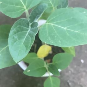 Photo of the plant species Bush Moonflower by @82pothead named Moonflower on Greg, the plant care app