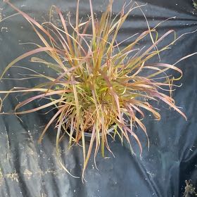 Photo of the plant species Purple Fountain Grass by @82pothead named Purple fountain grass on Greg, the plant care app