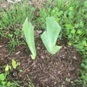Photo of the plant species Orris-root by @82pothead named White iris on Greg, the plant care app