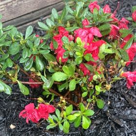 Photo of the plant species Autumn Bonfire Rhododendron by @82pothead named Pink azalea on Greg, the plant care app