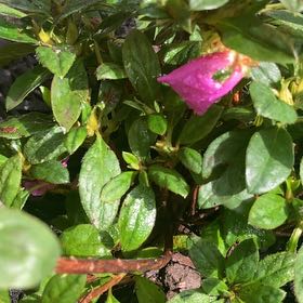 Photo of the plant species Azalia 'autumn Majesty' by @82pothead named Purple azalea on Greg, the plant care app