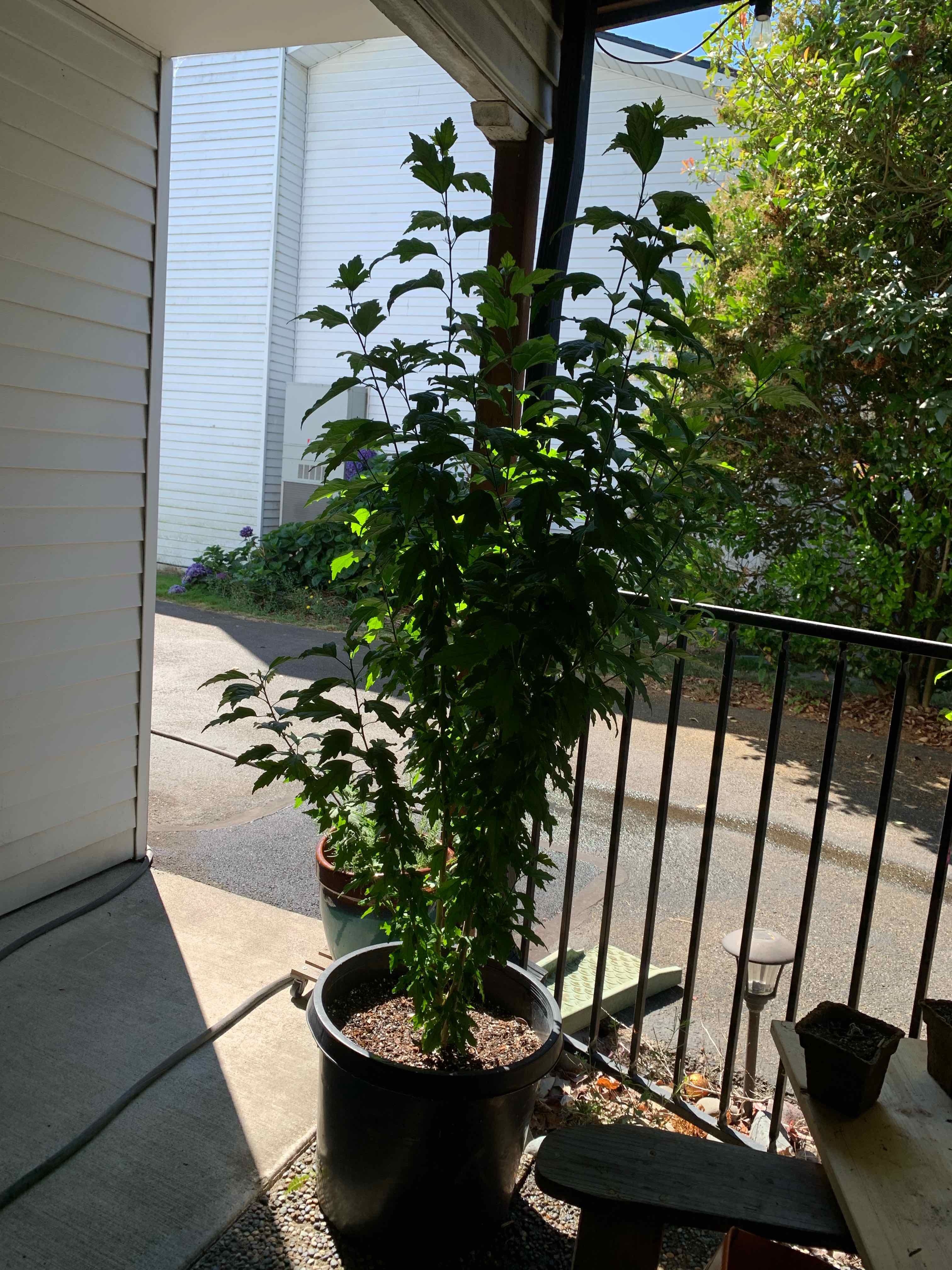 Photo of the plant species Korean Hibiscus by @HeartyRhombus named Sharon on Greg, the plant care app