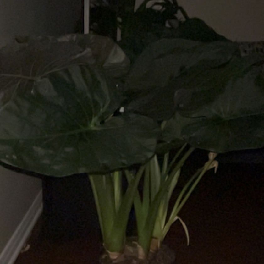 Photo of the plant species varigated elephants ear by @InvitingEmerald named Daphne on Greg, the plant care app