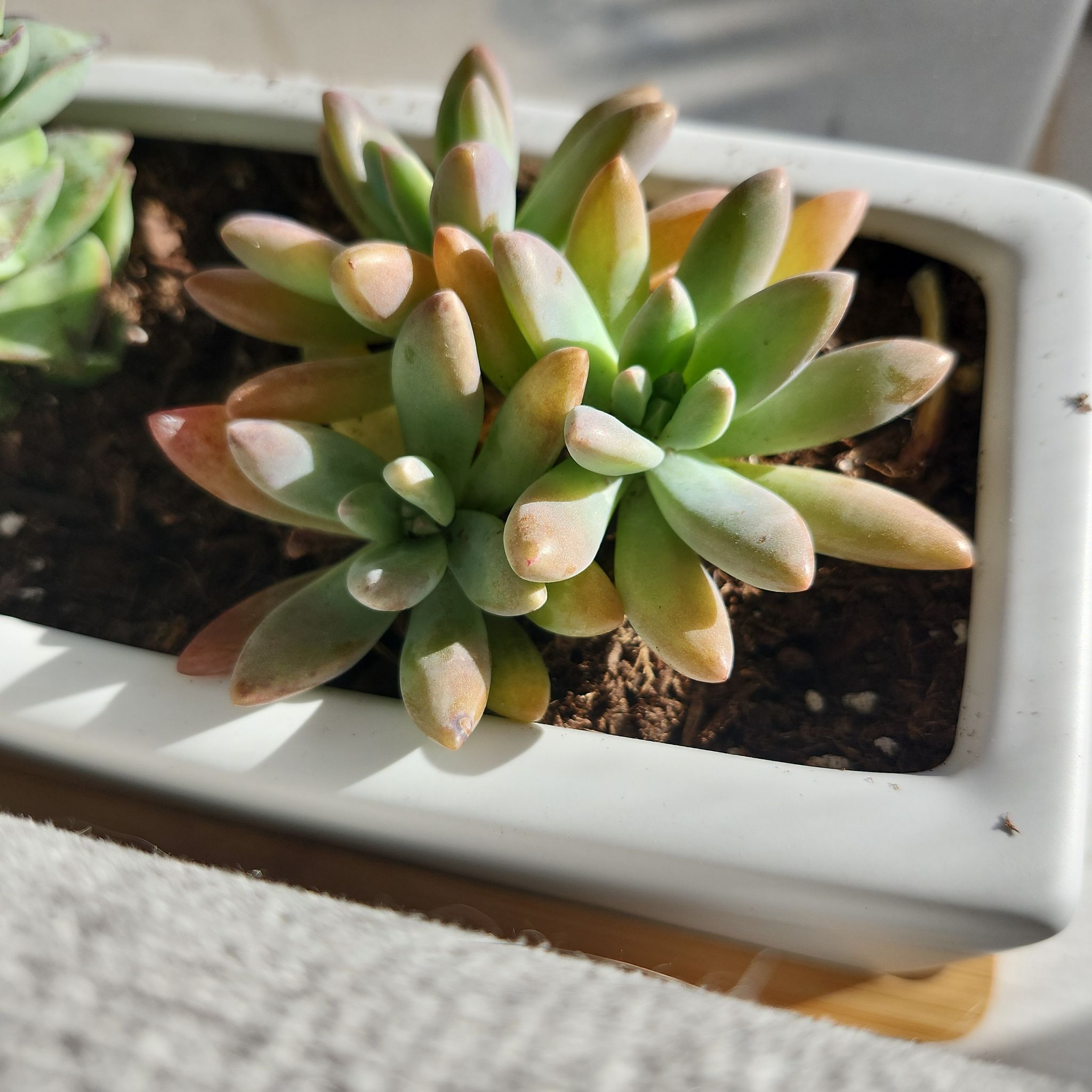 Graptoveria 'Blue Pearl' succulent in a white rectangular pot with visible soil.