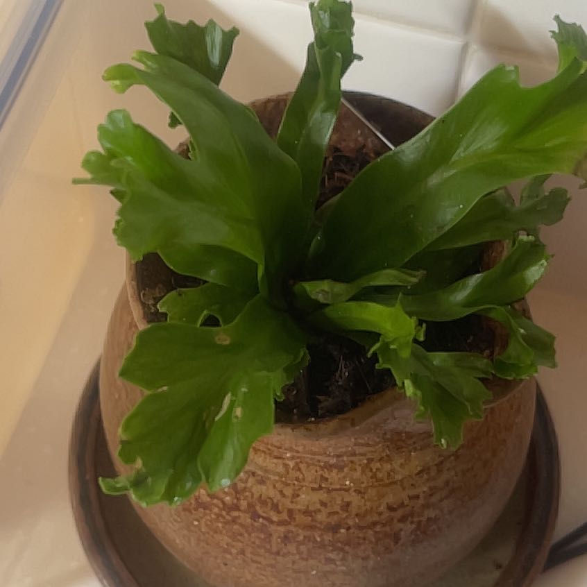 Photo of the plant species Leslie Bird's Nest Fern by @AwakeBrandegea named Madonna on Greg, the plant care app