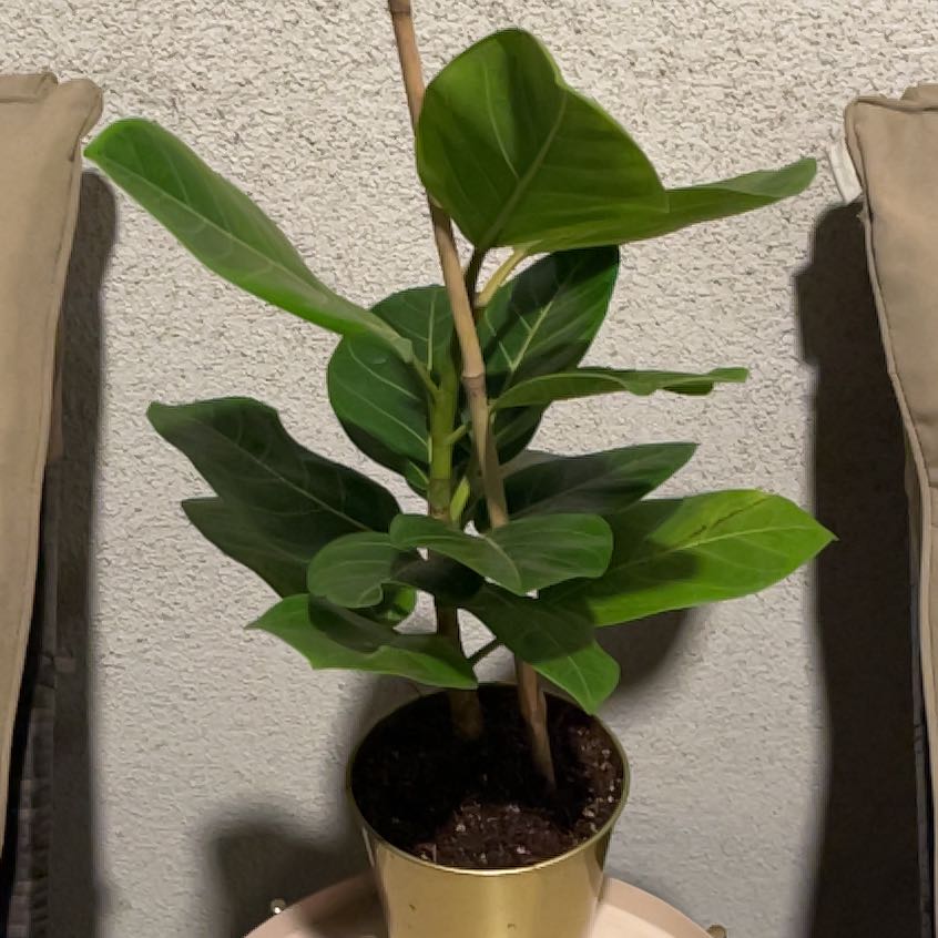 Photo of the plant species Ficus altissima 'Variegata' by @OpulentAssamtea named Ficus altissima ‘Variegata’ on Greg, the plant care app
