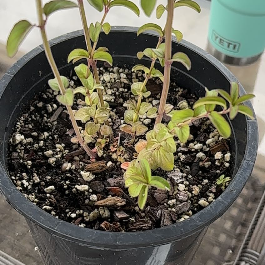 Photo of the plant species Appalachian Mountain Mint by @PolishedWavycap named Bigleef Smalls on Greg, the plant care app