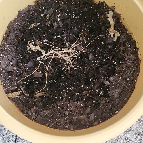 citronella