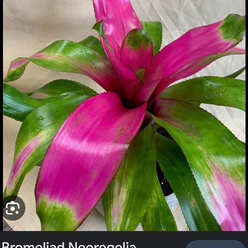 Neo Bromeliad