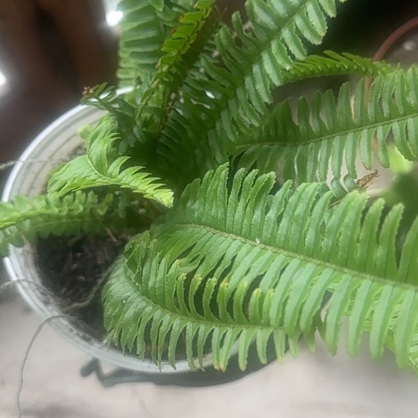 Photo of the plant species Deer Fern by @SuccySuccy named Michelle Branch on Greg, the plant care app