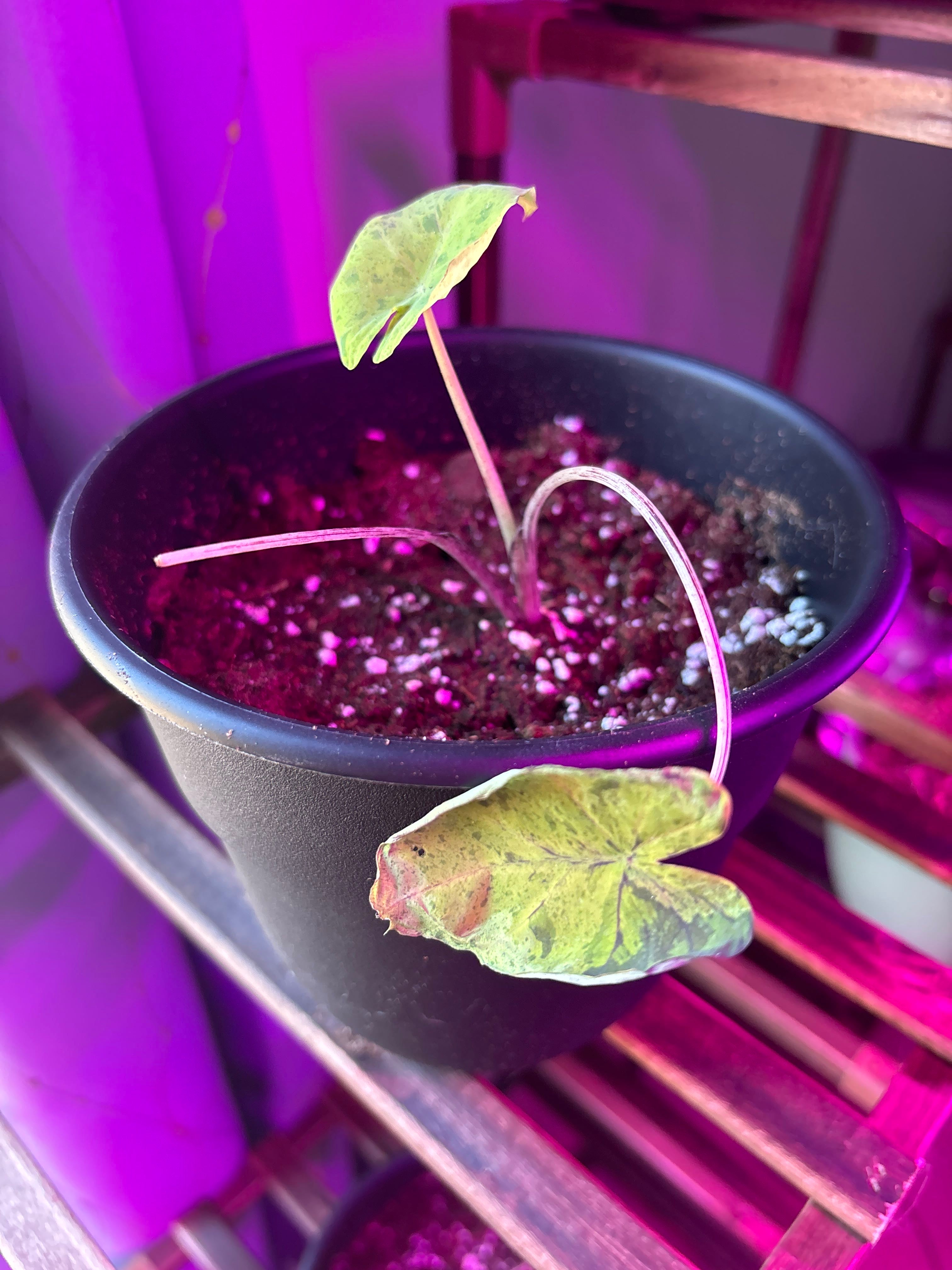 Black Coral Elephant Ear Care 101 Water, Light & Growing Tips