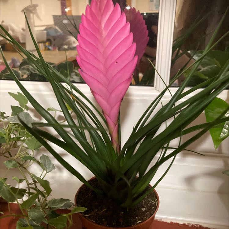 Pink Quill plant with a prominent pink bract and green leaves in a pot.