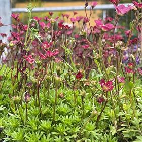 Photo of the plant species Giant Herb-Robert by Adele named Einstein on Greg, the plant care app