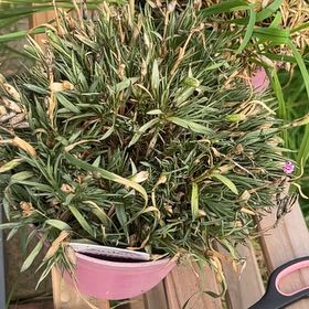 Photo of the plant species Dianthus 'Pink Kisses' by Adele named Diana on Greg, the plant care app