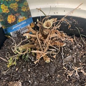 Photo of the plant species Golden Globes by Adele named Bella on Greg, the plant care app