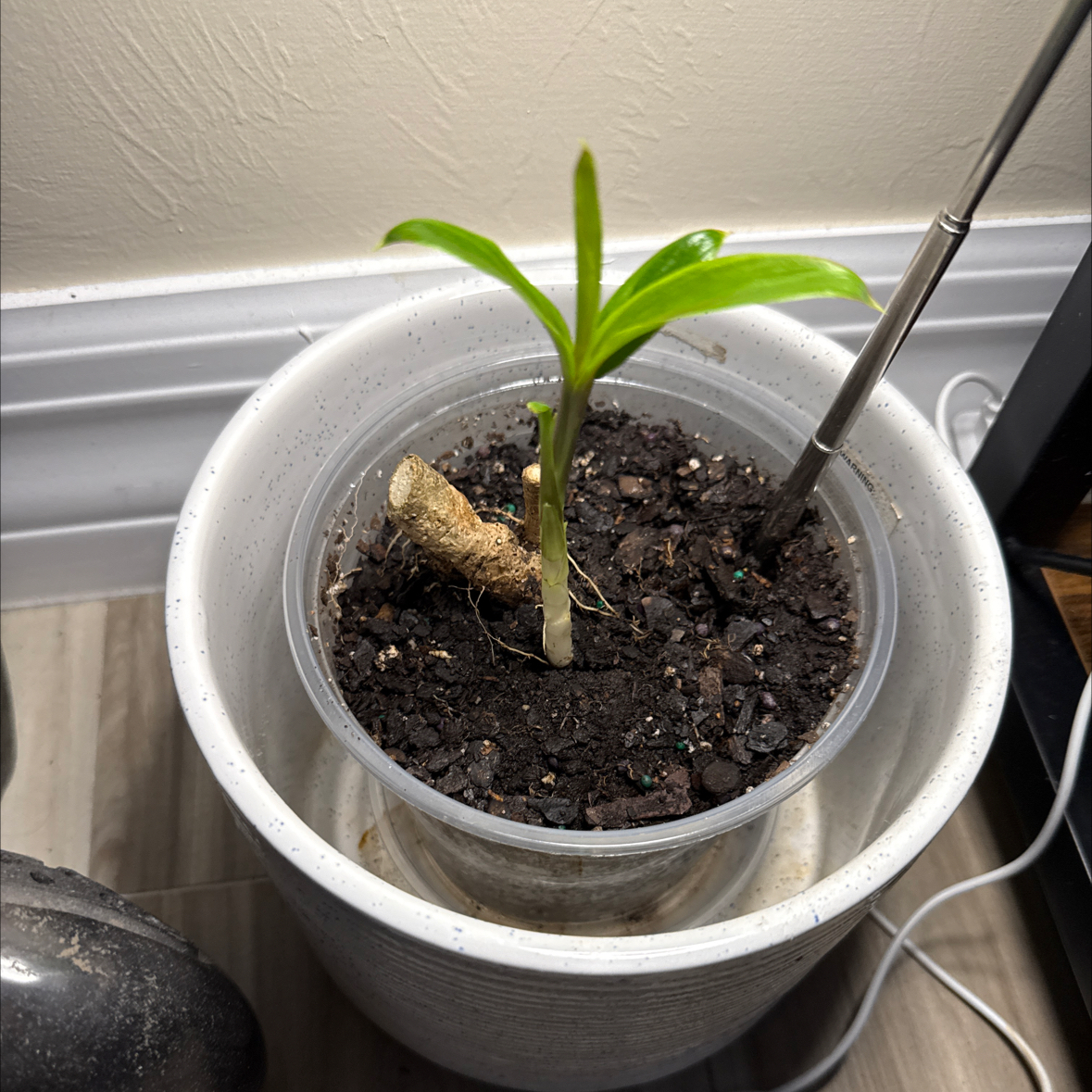 Photo of the plant species Ti Plant by @LadyKSunshine named Kylie on Greg, the plant care app