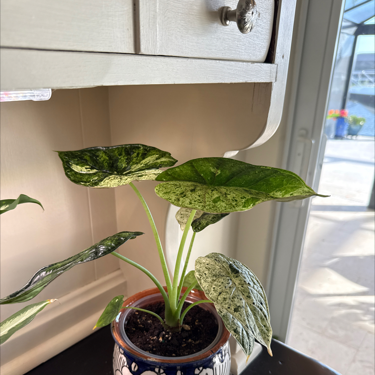 Photo of the plant species Varigated Dragon Scale by @LadyKSunshine named Eva on Greg, the plant care app