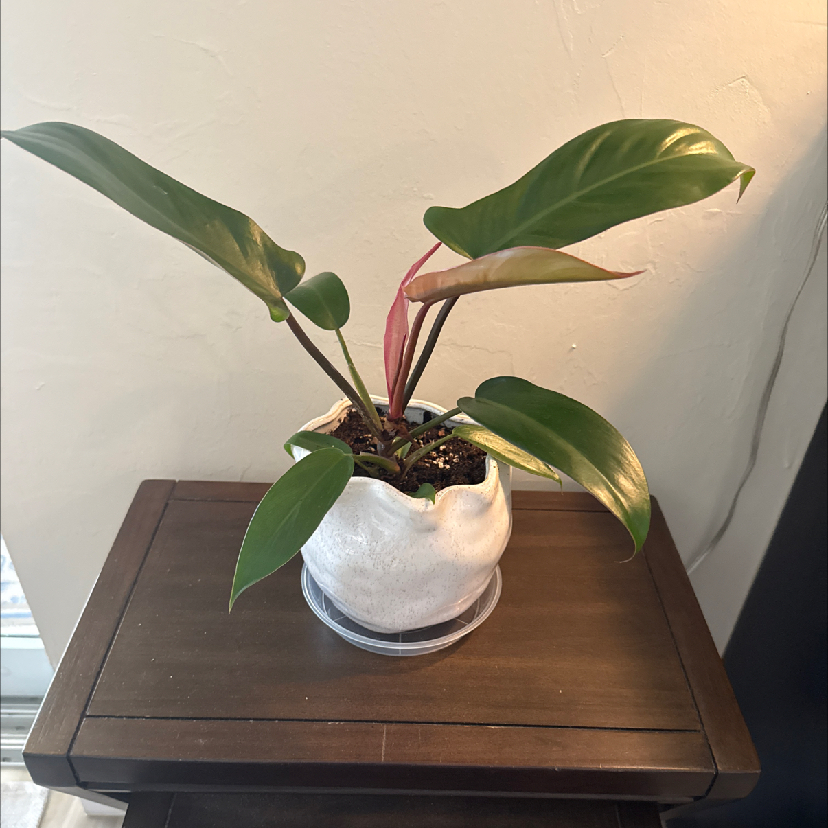 Photo of the plant species Caramel Marble Philodendron by @LadyKSunshine named Doja Cat on Greg, the plant care app