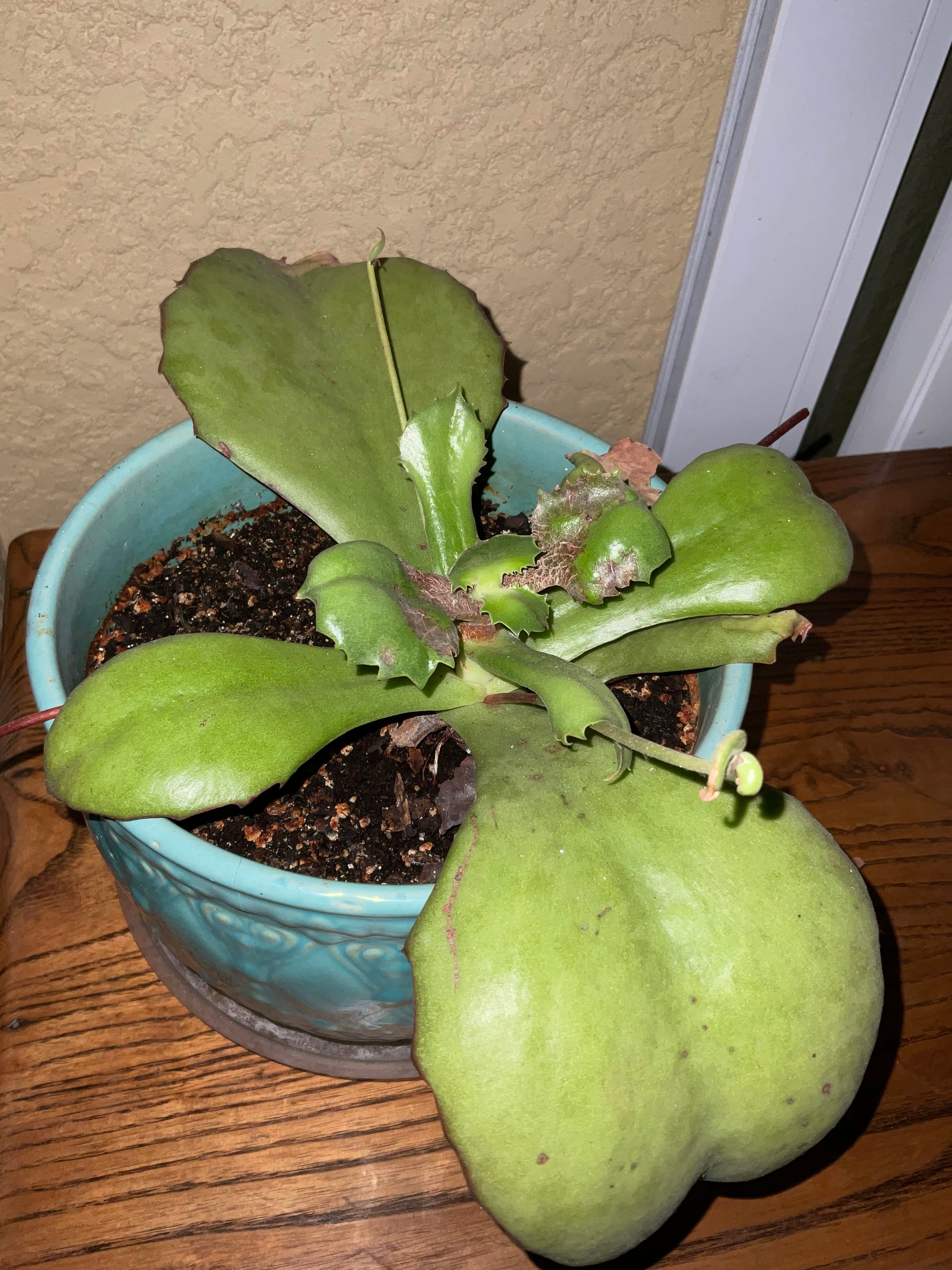 Why Are There Black Spots on My Kalanchoe humilis Leaves?