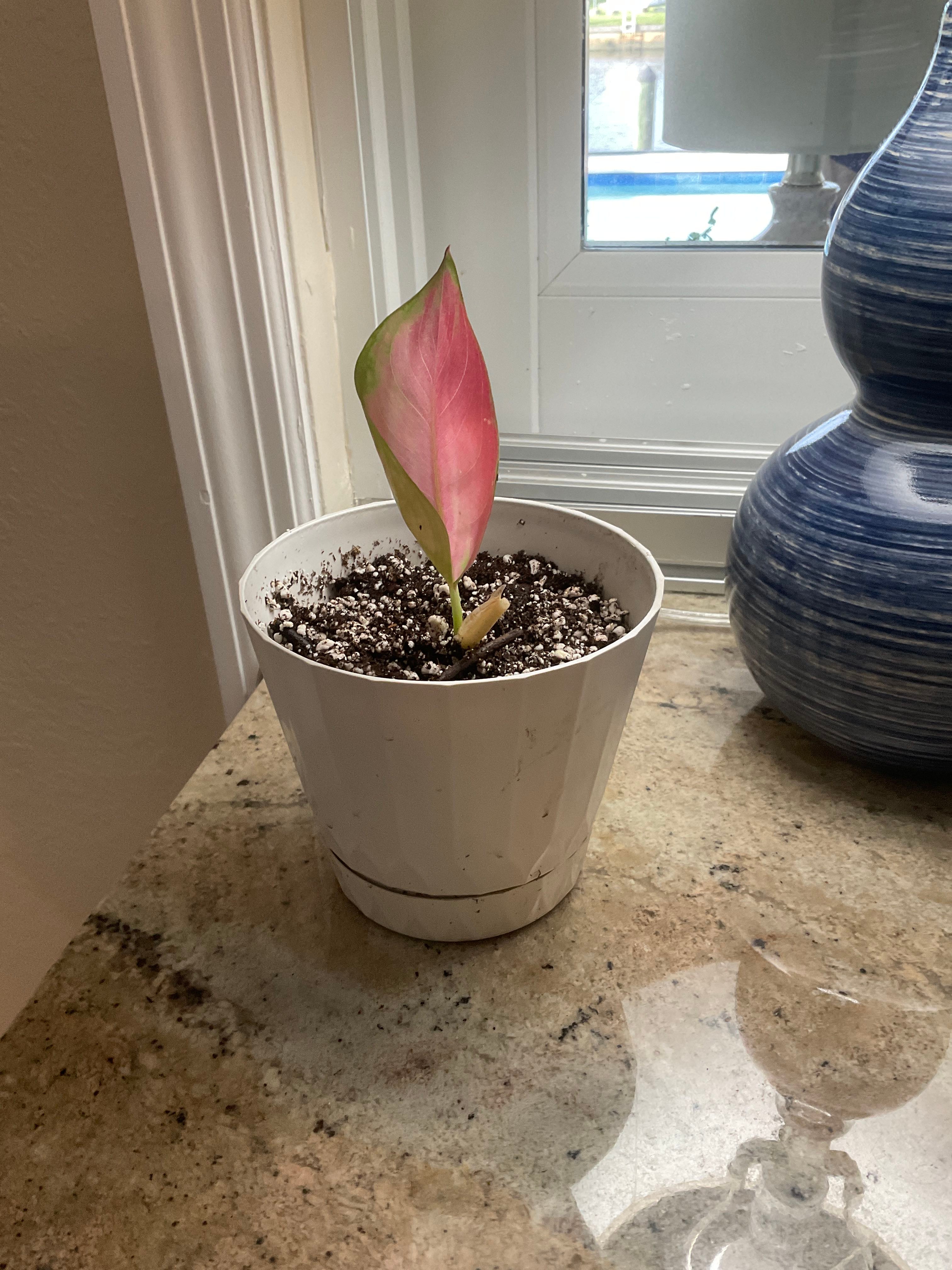 🌸 What It Means When Your Aglaonema 'Pink Splash' Wilts