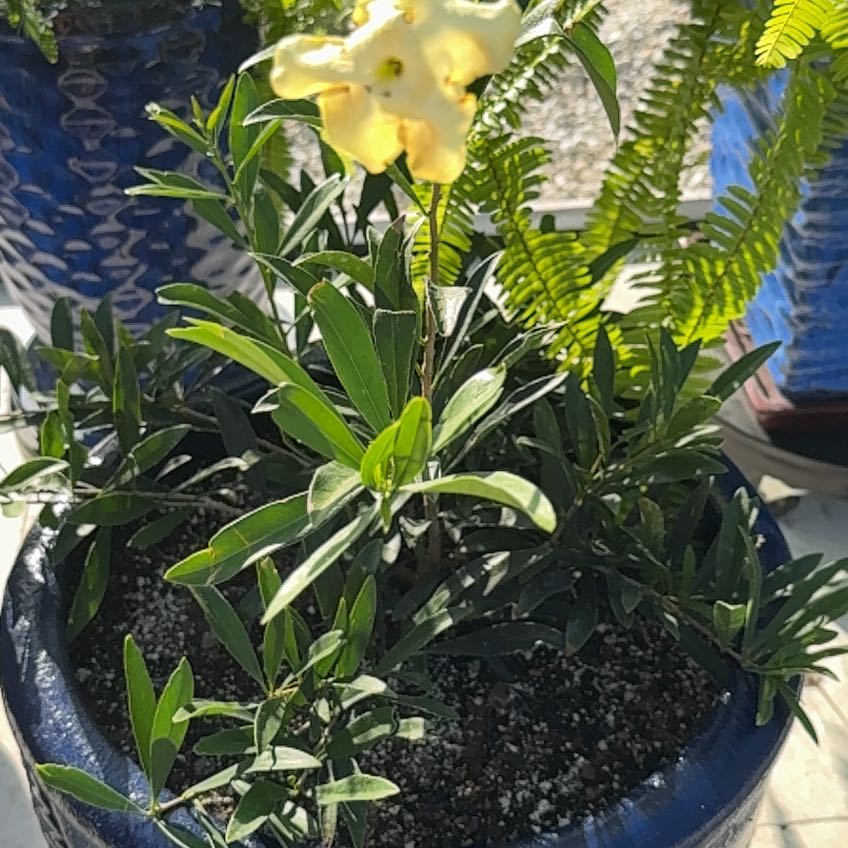 Photo of the plant species Lady of the Night by @LadyKSunshine named Shakira on Greg, the plant care app