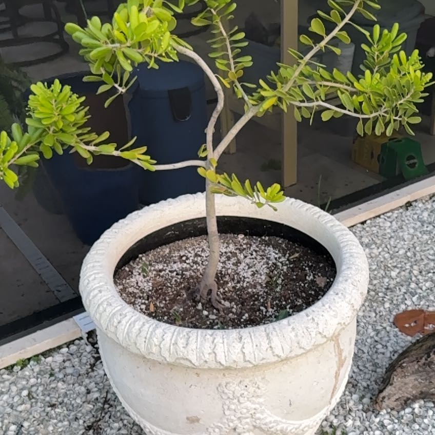 Photo of the plant species Joewood Tree by @LadyKSunshine named Jolene on Greg, the plant care app