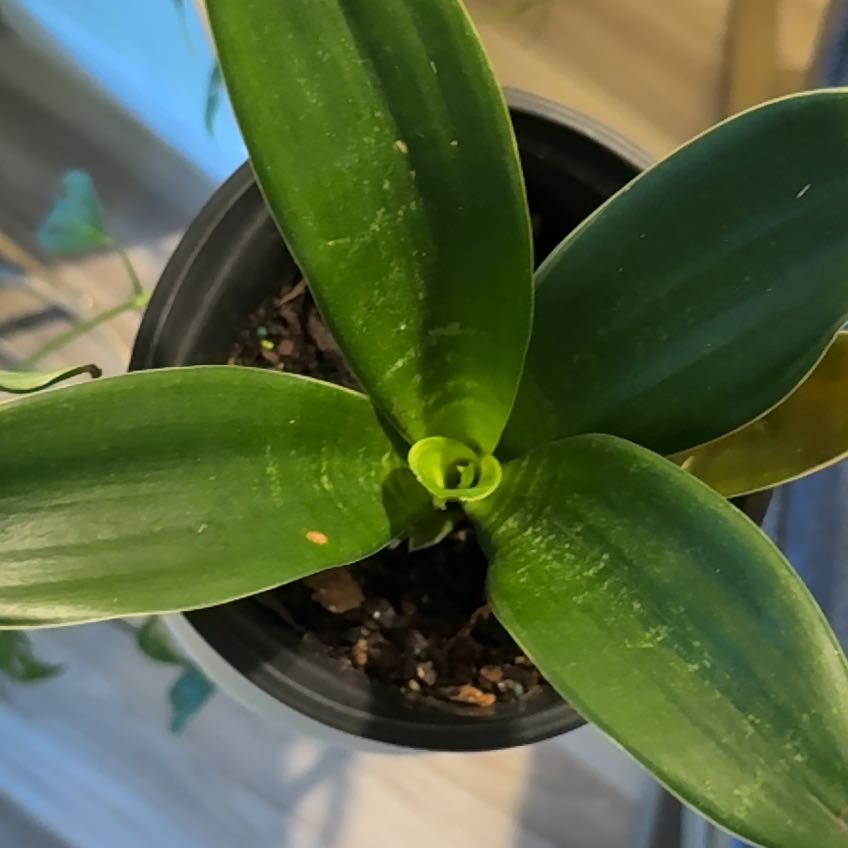 Photo of the plant species sanseveria black jade by @LadyKSunshine named Maya on Greg, the plant care app