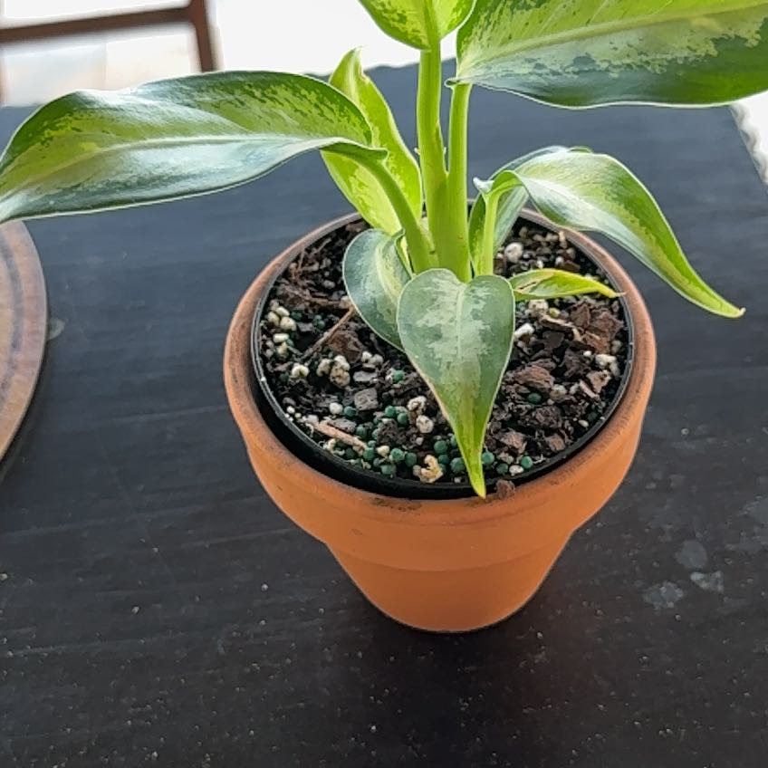 Photo of the plant species Dieffenbachia 'Panther' by @LadyKSunshine named Scarlett on Greg, the plant care app