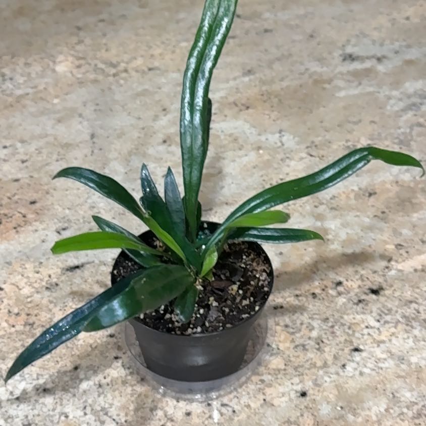 Photo of the plant species Blue Oil Fern by @LadyKSunshine named Baesil on Greg, the plant care app
