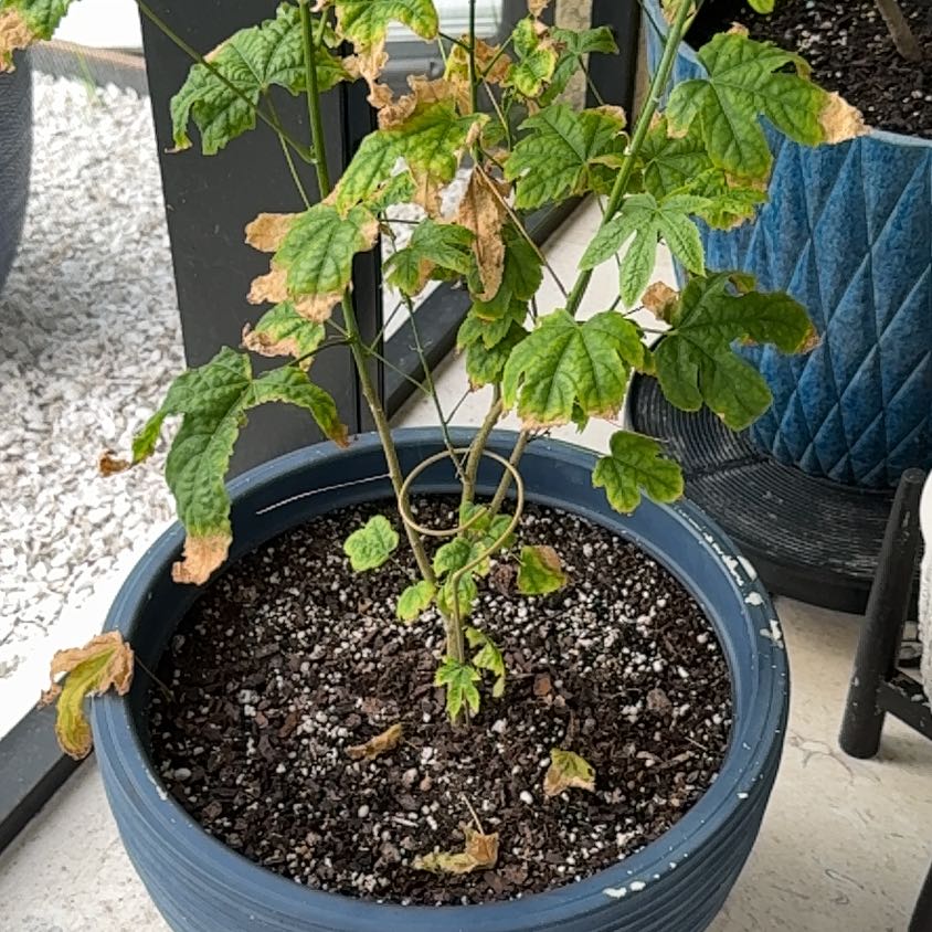 Photo of the plant species Chinese Lantern Plant by @LadyKSunshine named Sahara on Greg, the plant care app