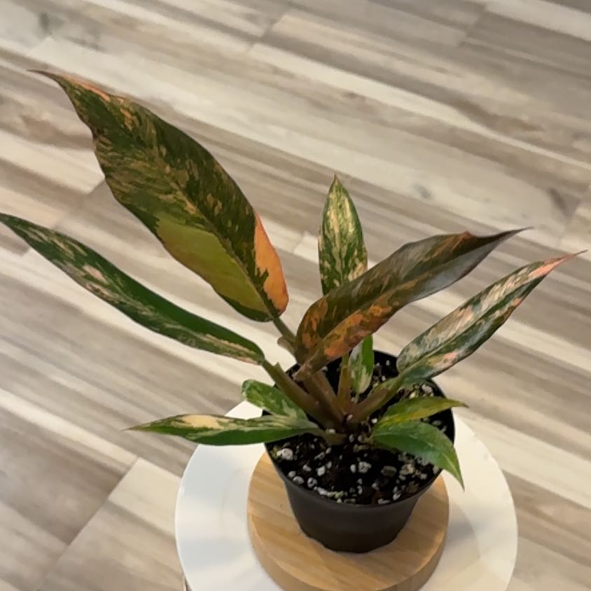 Photo of the plant species Caramel Marble Philodendron by @LadyKSunshine named Doja Cat on Greg, the plant care app
