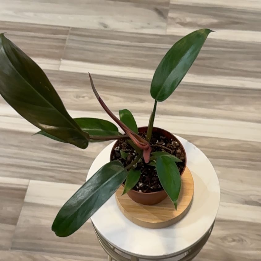Photo of the plant species Philodendron 'Florida Bronze' by @LadyKSunshine named Kendall on Greg, the plant care app
