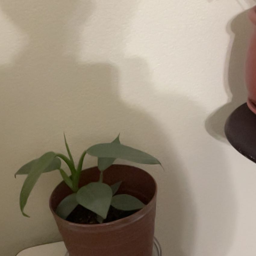 Photo of the plant species Philodendrom by @CleanCucamelon named Leaf Erickson on Greg, the plant care app