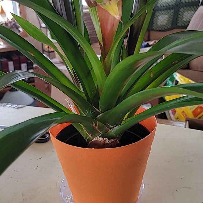 Photo of the plant species Portea nana Bromeliad by @Gingerbread named Terra on Greg, the plant care app