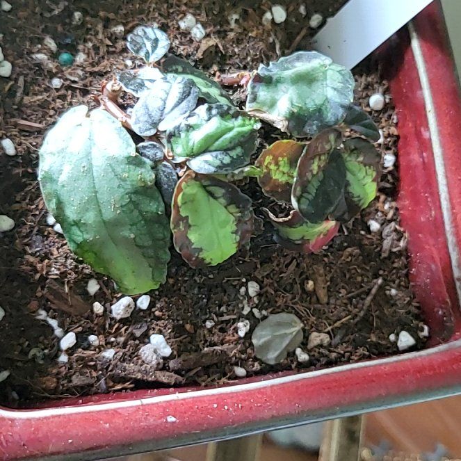 Photo of the plant species Pellionia by @Gingerbread named Willow on Greg, the plant care app